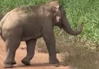 นาทีชีวิต! "เจ้าสิบล้อ" วิ่งชาร์จคนงานฉีดอ้อย หนีตายวุ่นกลางเมืองปราจีนฯ