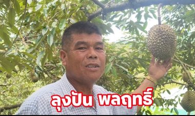 ทุเรียนสุโขทัยสวน "ลุงปัน"โกอินเตอร์ ส่งออกจีนวันละ 10 ตัน การันตีรางวัลแน่น-GAP พร้อม