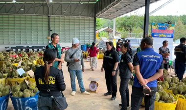 ลงดาบ!พ่อค้าแม่ค้าทุเรียนศรีสะเกษ แหกตาลูกค้า นำทุเรียนอ่อนมาขาย ซ้ำร้ายเอาทุเรียนต่างถิ่นมาสวมขาย