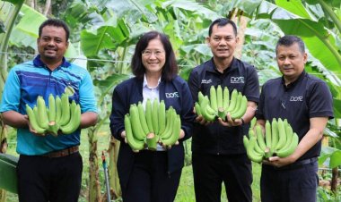 กรมส่งเสริมการเกษตรยกระดับกล้วยหอมทองชุมพร! แปลงใหญ่คุณภาพ ป้อนตลาดญี่ปุ่น