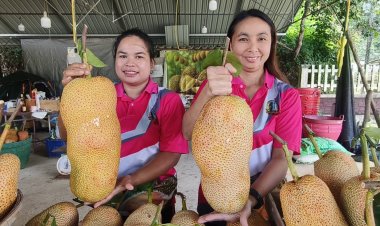 หร่อยยยแรง!!!"จำปาดะ" พังงา ผลไม้ท้องถิ่นพันธุ์ดี ลูกค้าแห่ซื้อ หนุนศก.ชุมชนคึกคัก