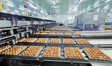 CPF ชูยุทธศาสตร์ '5 Goods' ขับเคลื่อนธุรกิจไก่ไข่ยุคใหม่ ย้ำเป้าหมายสร้างความสุขให้สังคมและโลก มากกว่าเพียงผลกำไร