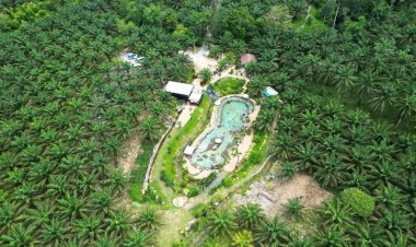นทท.แห่เที่ยว " Oasis Krabi  สระน้ำผุดทุ่งสูง" น้ำผุดเย็นธรรมชาติกลางสวนปาล์มน้ำมัน