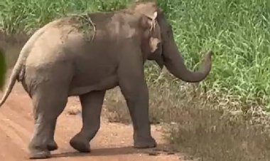 นาทีชีวิต! "เจ้าสิบล้อ" วิ่งชาร์จคนงานฉีดอ้อย หนีตายวุ่นกลางเมืองปราจีนฯ
