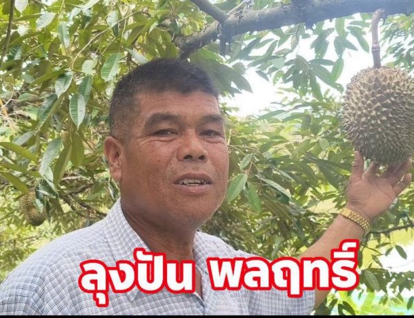 ทุเรียนสุโขทัยสวน "ลุงปัน"โกอินเตอร์ ส่งออกจีนวันละ 10 ตัน การันตีรางวัลแน่น-GAP พร้อม