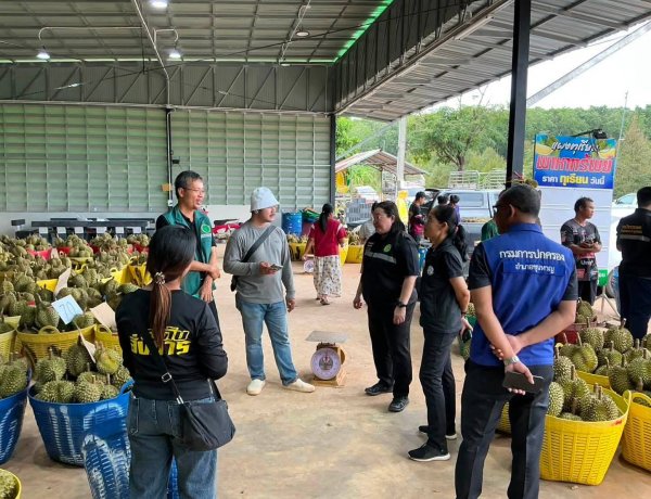 ลงดาบ!พ่อค้าแม่ค้าทุเรียนศรีสะเกษ แหกตาลูกค้า นำทุเรียนอ่อนมาขาย ซ้ำร้ายเอาทุเรียนต่างถิ่นมาสวมขาย