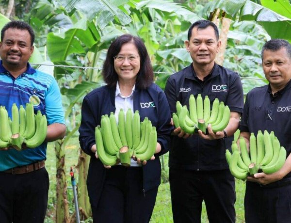 กรมส่งเสริมการเกษตรยกระดับกล้วยหอมทองชุมพร! แปลงใหญ่คุณภาพ ป้อนตลาดญี่ปุ่น