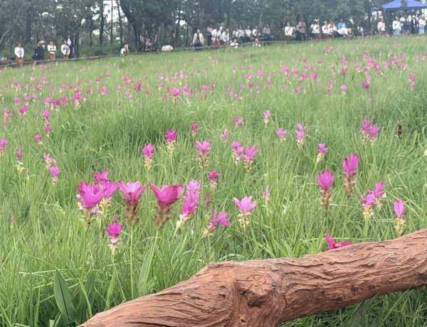ท่องเที่ยวชัยภูมิคึกคัก!นทท.แห่สัมผัสล้นทุ่งกระเจียวบานสะพรั่งอุทยานฯป่าหินงาม