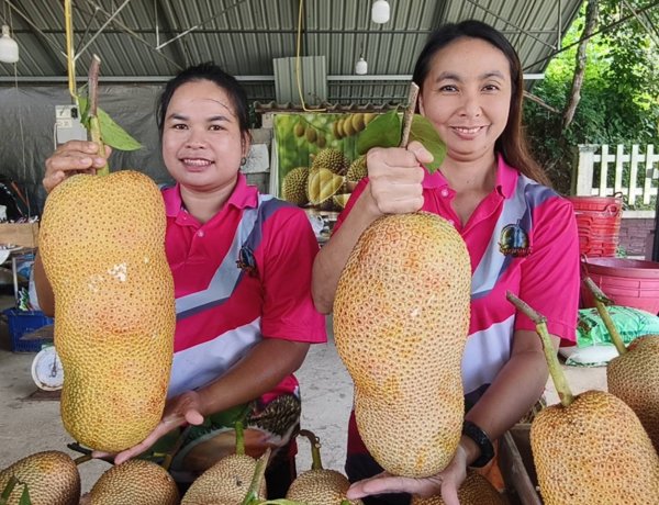 หร่อยยยแรง!!!"จำปาดะ" พังงา ผลไม้ท้องถิ่นพันธุ์ดี ลูกค้าแห่ซื้อ หนุนศก.ชุมชนคึกคัก