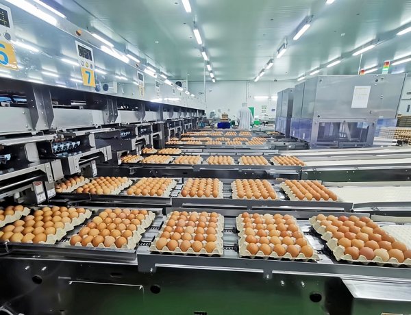 CPF ชูยุทธศาสตร์ '5 Goods' ขับเคลื่อนธุรกิจไก่ไข่ยุคใหม่ ย้ำเป้าหมายสร้างความสุขให้สังคมและโลก มากกว่าเพียงผลกำไร