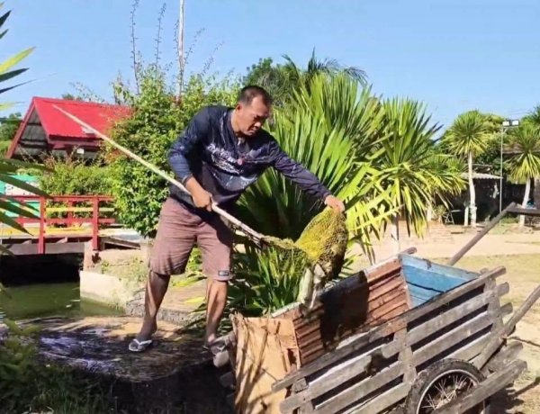 ปลาสวยงามในวัดดังราชบุรีตายปริศนากว่า 800 ตัว เร่งตรวจสอบหาสาเหตุ