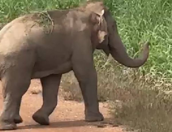 นาทีชีวิต! "เจ้าสิบล้อ" วิ่งชาร์จคนงานฉีดอ้อย หนีตายวุ่นกลางเมืองปราจีนฯ
