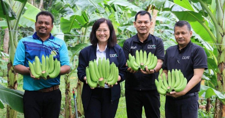 กรมส่งเสริมการเกษตรยกระดับกล้วยหอมทองชุมพร! แปลงใหญ่คุณภาพ ป้อนตลาดญี่ปุ่น