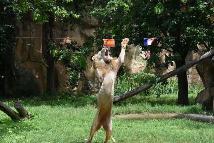 ‘พี่บอย’ สิงโตขาวฟันธง ‘สเปน-อาร์เจนตินา’ ทะลุชิงฟุตบอลโลกพบสถิติแม่นยำกว่า 86%