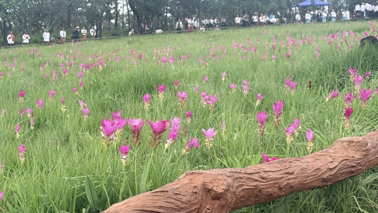 ท่องเที่ยวชัยภูมิคึกคัก!นทท.แห่สัมผัสล้นทุ่งกระเจียวบานสะพรั่งอุทยานฯป่าหินงาม