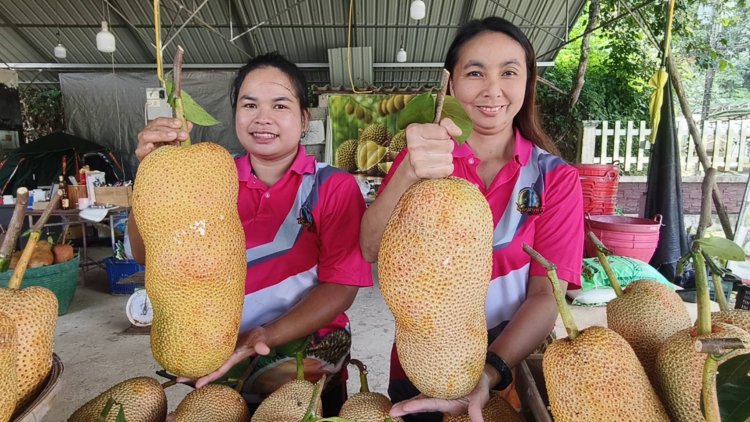 หร่อยยยแรง!!!"จำปาดะ" พังงา ผลไม้ท้องถิ่นพันธุ์ดี ลูกค้าแห่ซื้อ หนุนศก.ชุมชนคึกคัก
