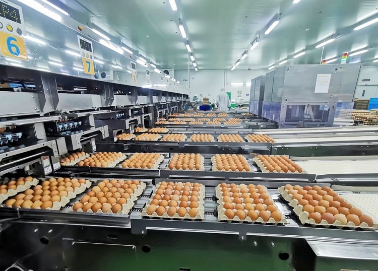 CPF ชูยุทธศาสตร์ '5 Goods' ขับเคลื่อนธุรกิจไก่ไข่ยุคใหม่ ย้ำเป้าหมายสร้างความสุขให้สังคมและโลก มากกว่าเพียงผลกำไร