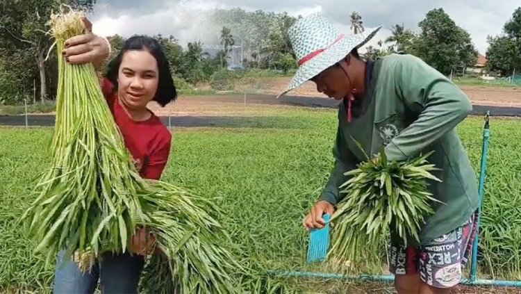 ปลดล็อกชีวิตลูกจ้าง พลิกผืนนาปลูก 'ผักบุ้งซิ่ง' ส่งขายร้านหมูกระทะ รายได้สุดปัง!